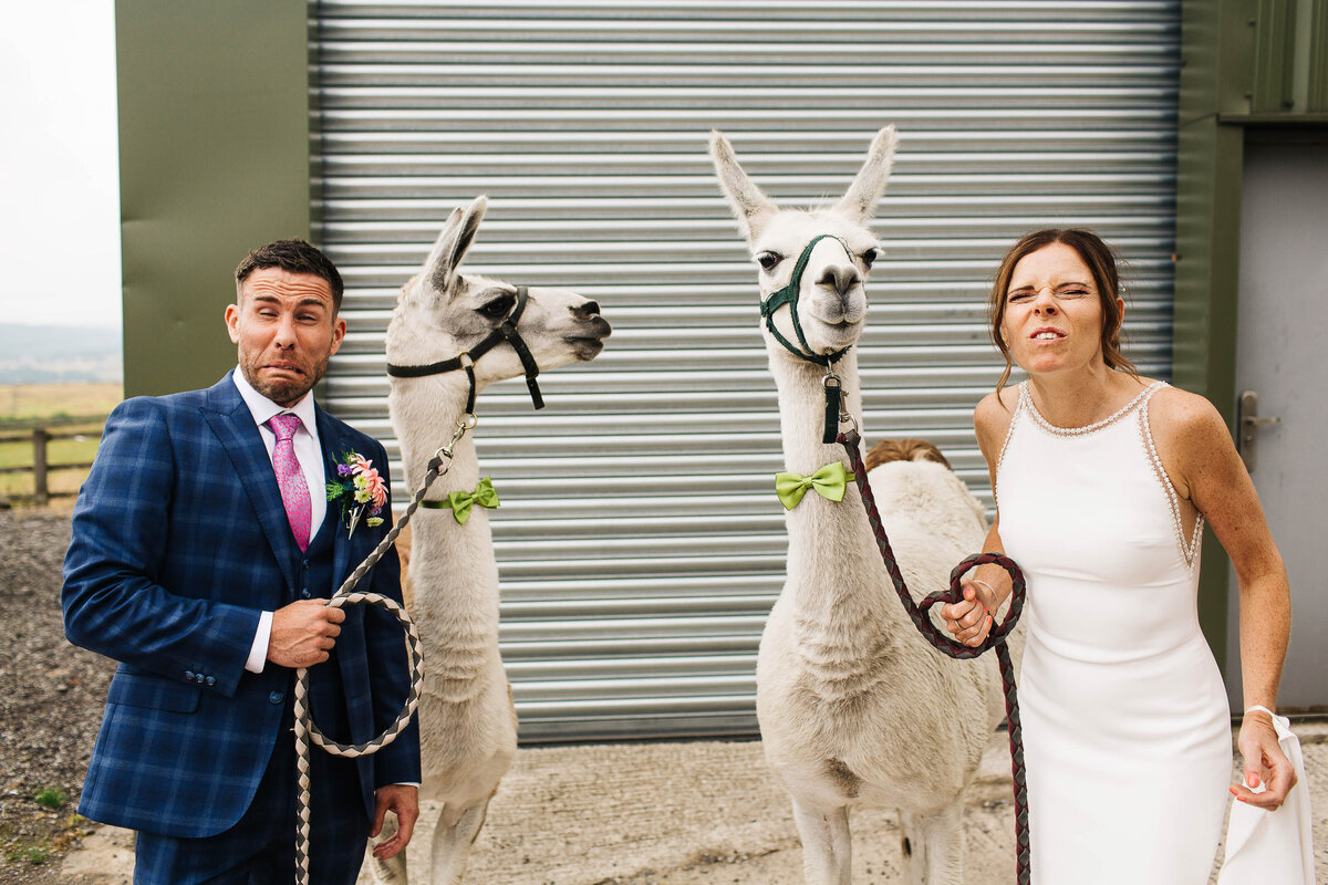 Wedding couple pulling a silly face as they impersonate a llama which they’re stood next to
