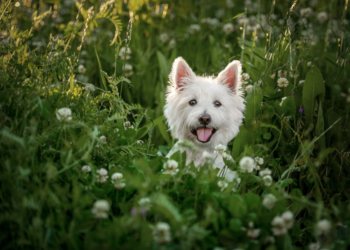 Cheerful Highland Terrier Dog popping out of Clover flowers