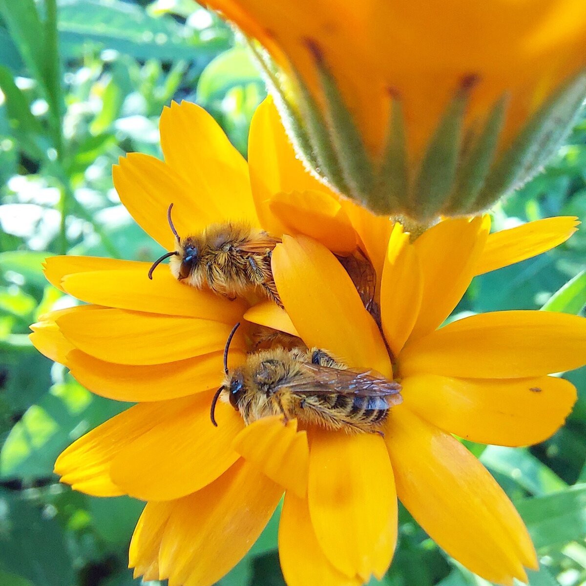 Goudsbloem met slapende bijen