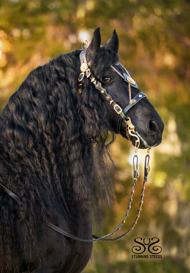 Friesian Stallion photo by Stunning Steeds