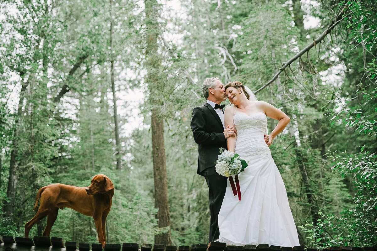 bride and groom and dog on a bridge, ledge in the trees in Truckee during wedding at Lost trail Lodge