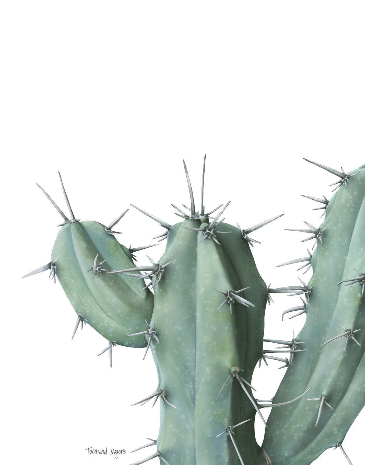 Townsend Majors illustration of a blue myrtle cactus