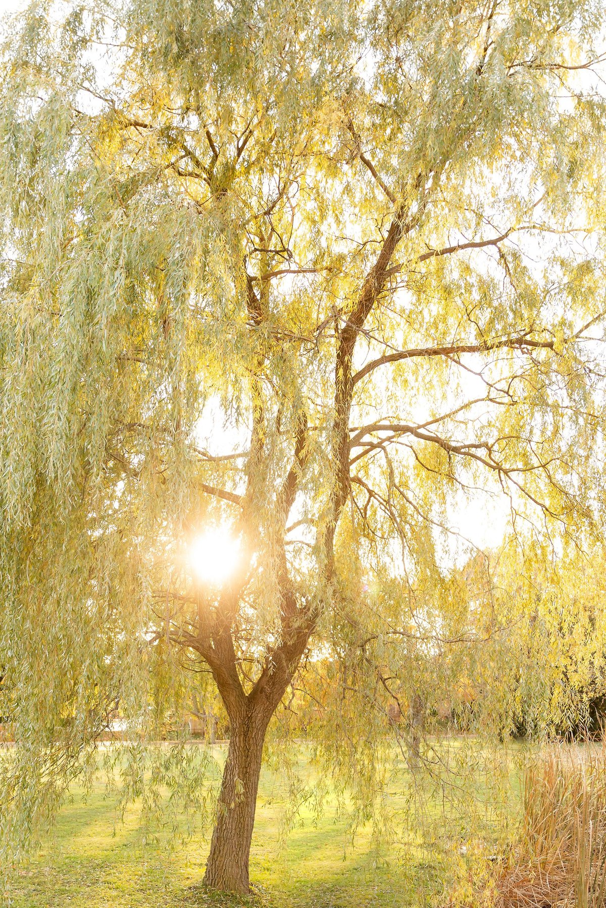 Willow-tree-with-the-sunset-streaming-through-at-arva-park-in-London-Ontario