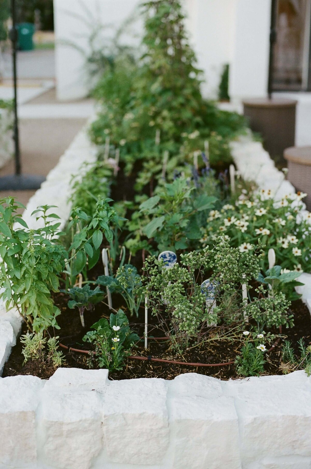 French-Potager-Vegetables-Hacienda