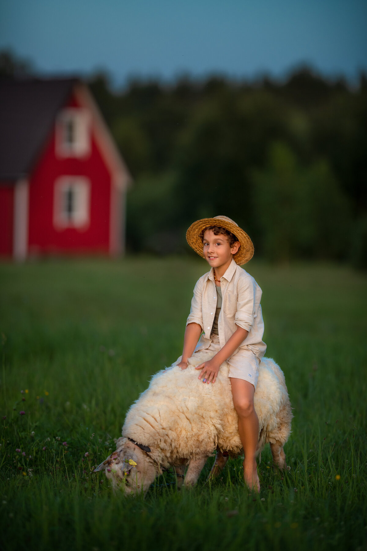 Boy riding a fluffy sheep in the farm in Lithuania