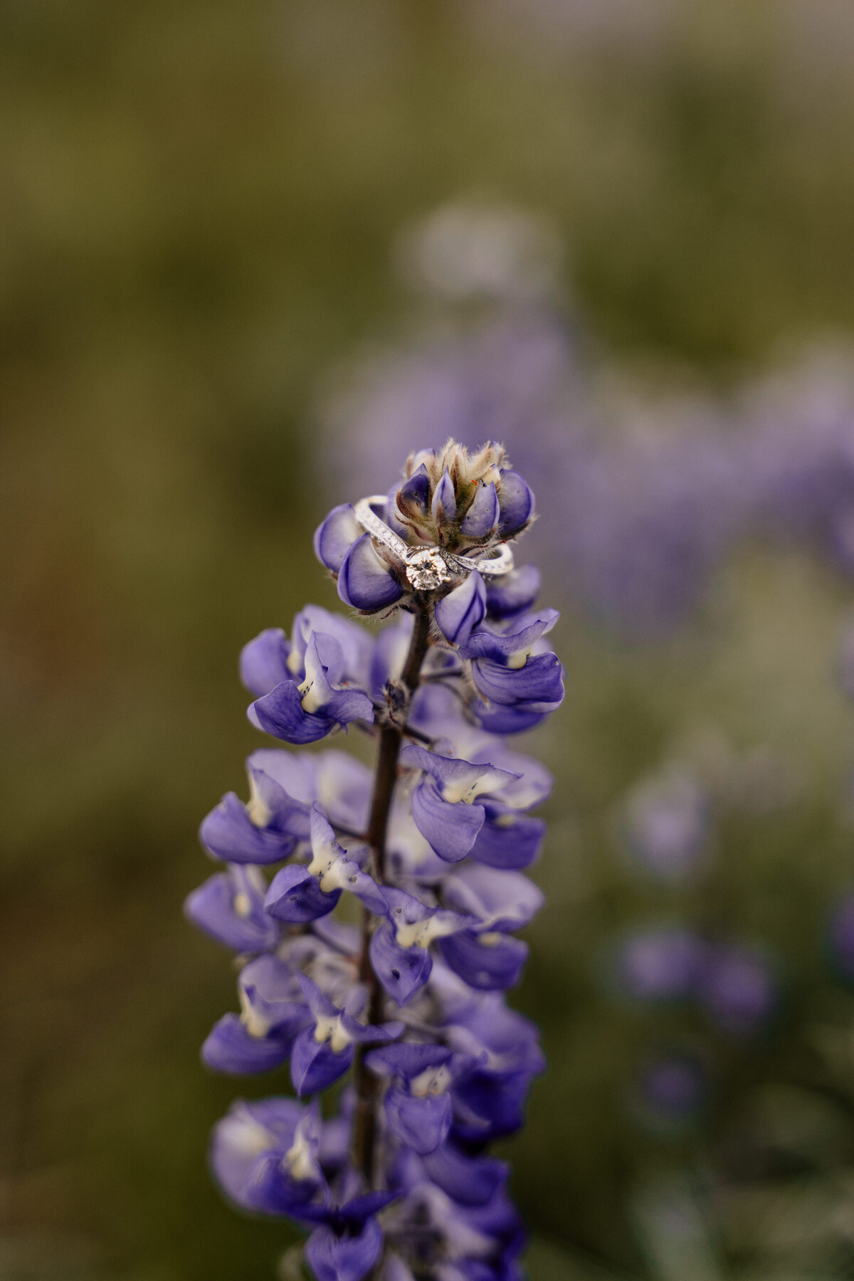 Wyatt-Sydney-Engagements-32