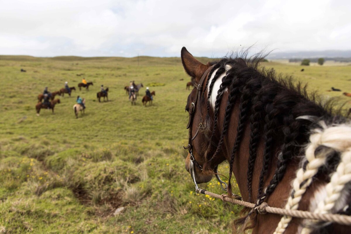 A guide leads a group through a green field for a unique experience. Horse with braided mane looks out in the foreground