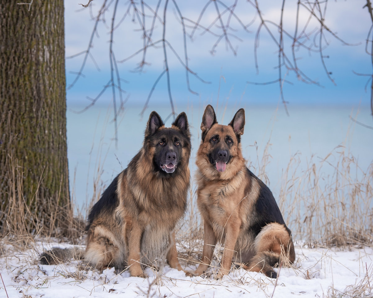 Two German Shepherd dogs posing in winter in front of Lake Ontario with snow