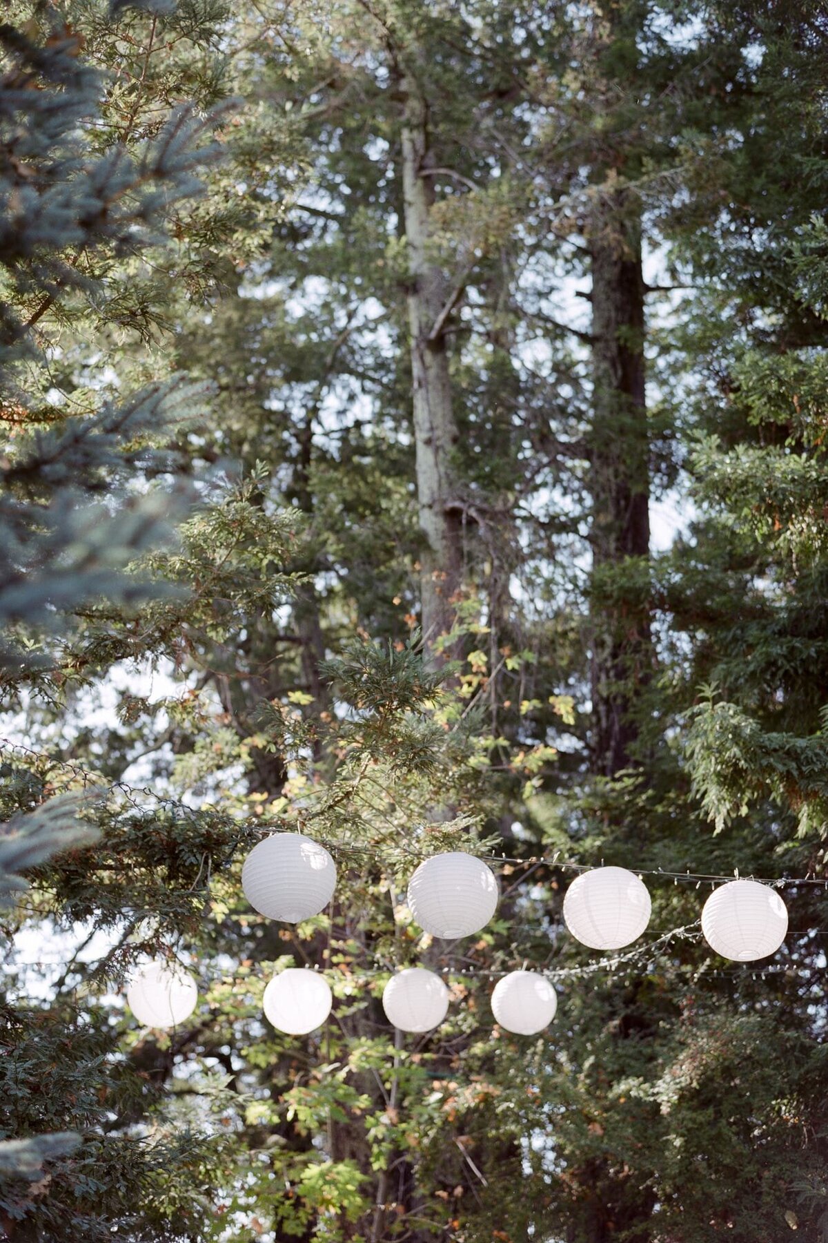 White orb lanterns (paper moon lamps) illuminate the outdoor wedding venue in front of towering pine and fir trees.