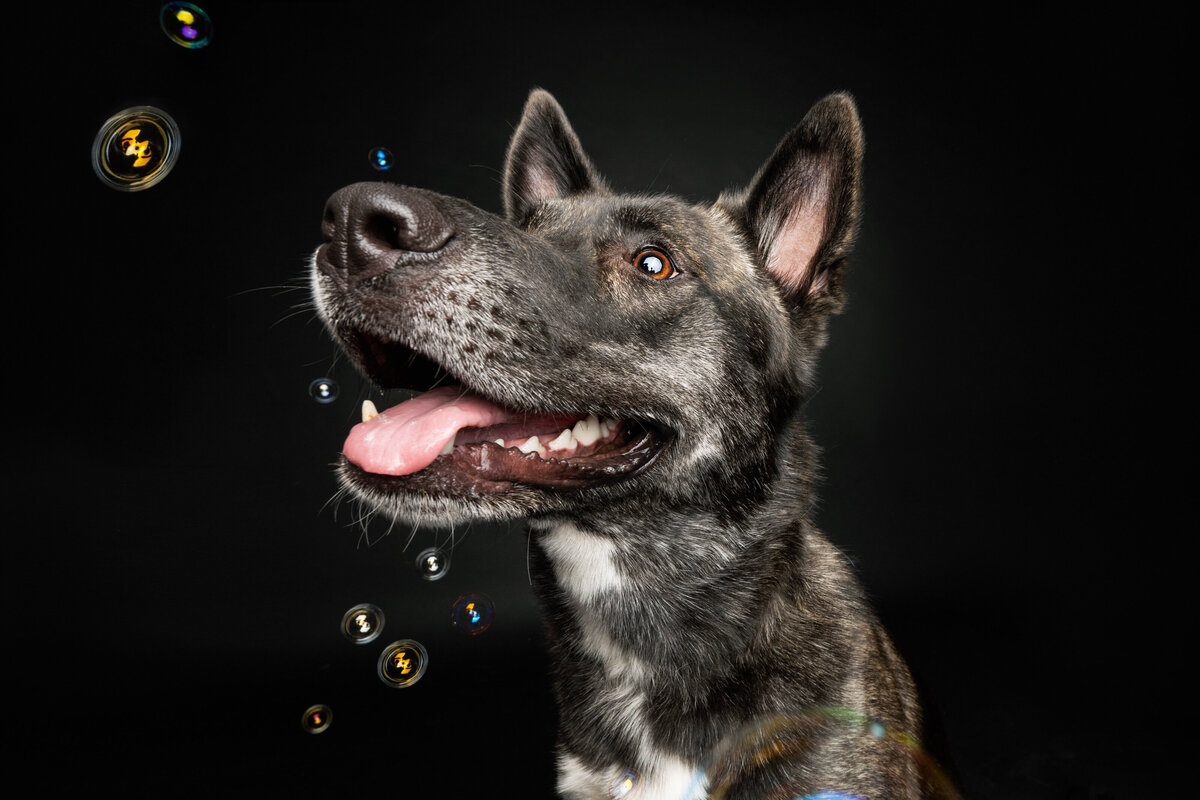 Sacramento Dog Photographer Kylie Compton Photography Husky German Shepherd dog with bubbles