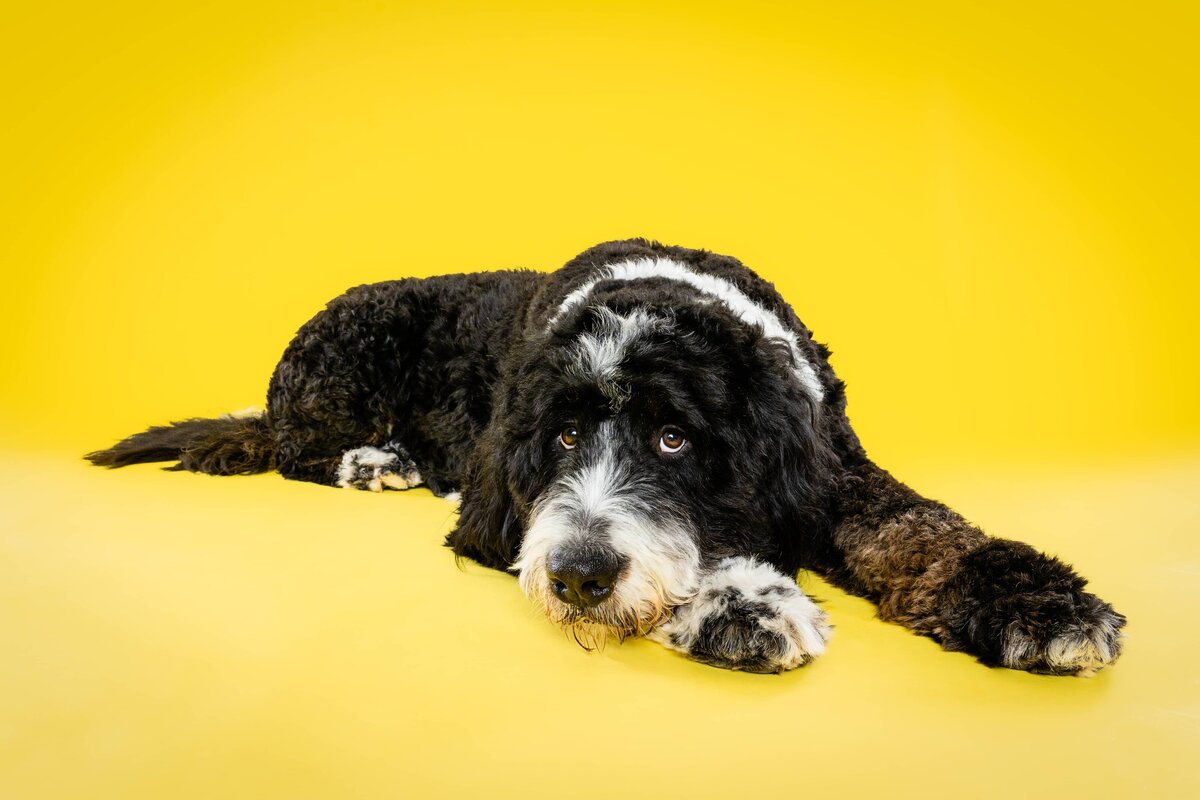 The Beloved Pup Photo Studio Alabama Dog & Pet Photographer 2