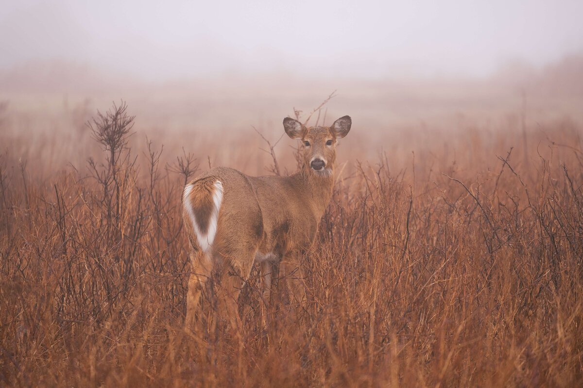 meredith-ewenson-middletown-rhode-island-sachuest-wildlife-refuge-deer-fog-sunrise