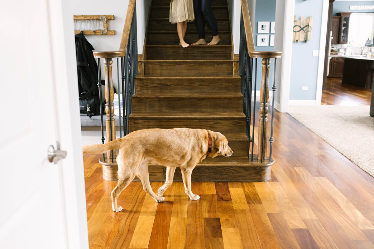 Puppy walking as mom and daughter walk down the stairs