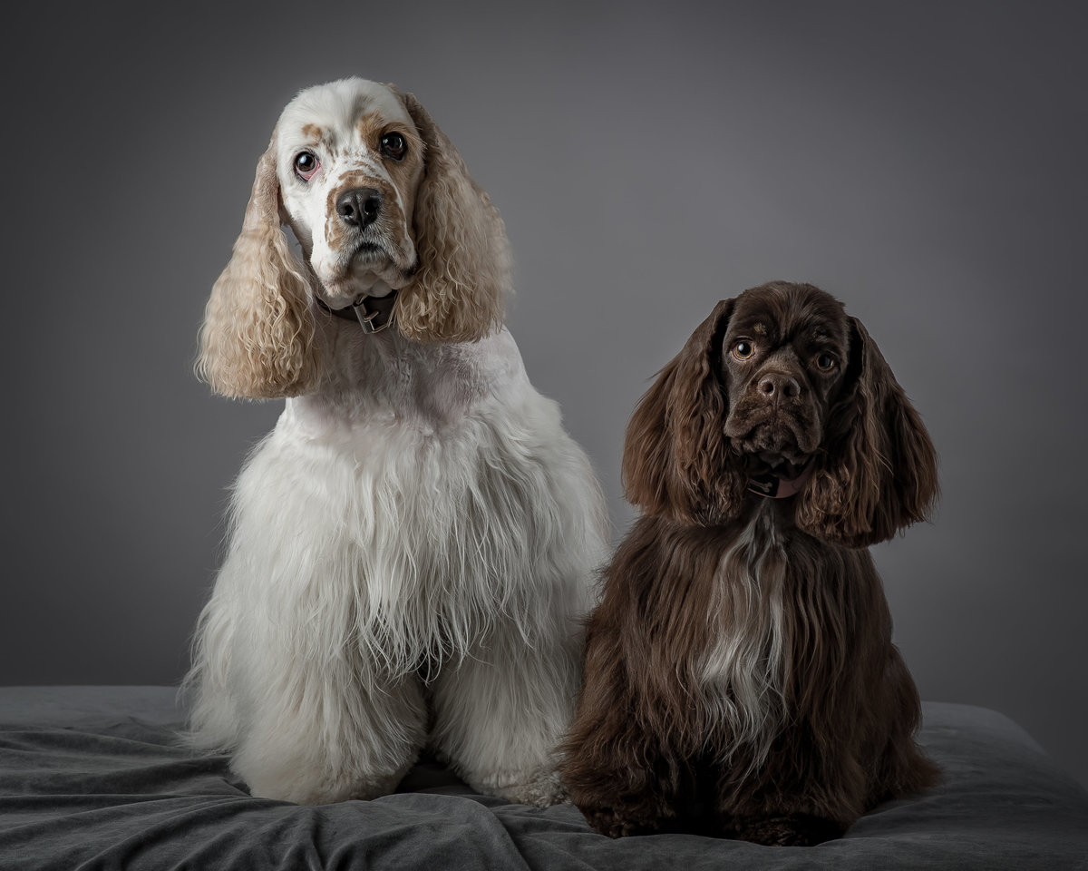 A tall white cocker spaniel and a short brown cocker spaniel  on grey background