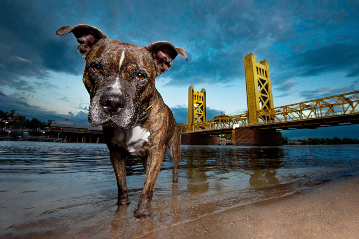 Sacramento Dog Photographer pitbull in the Sacramento River with the Tower Bridge