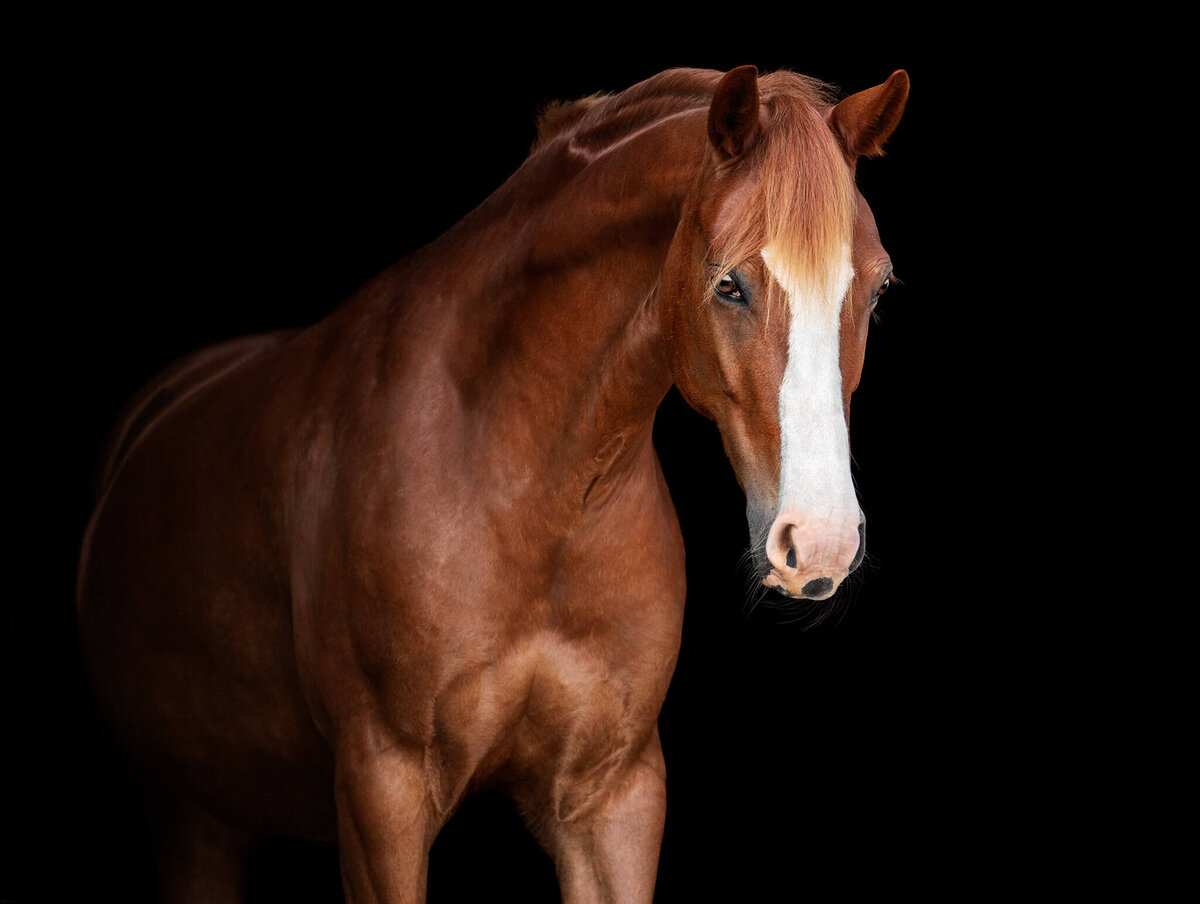 Chestnut pony mare with blaze standing photographed against a black background.