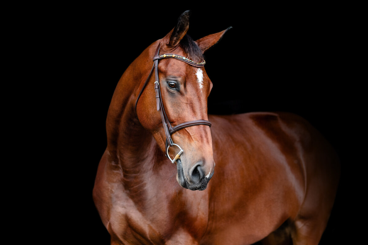 Black background Horse photos in Birmingham Alabama