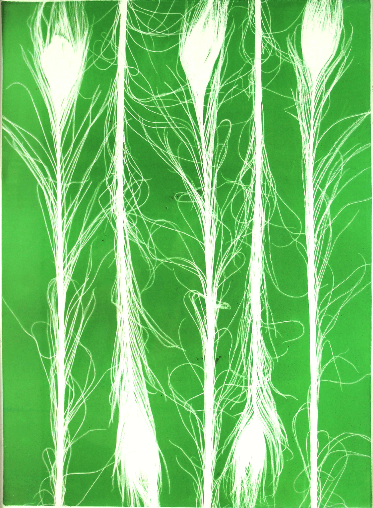 Peacock feathers 2_cc