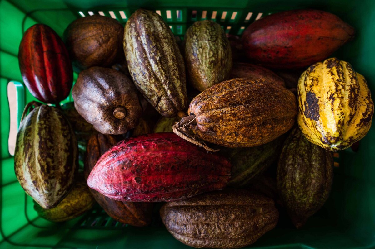 Colorful cacao fruit in basket for decoration