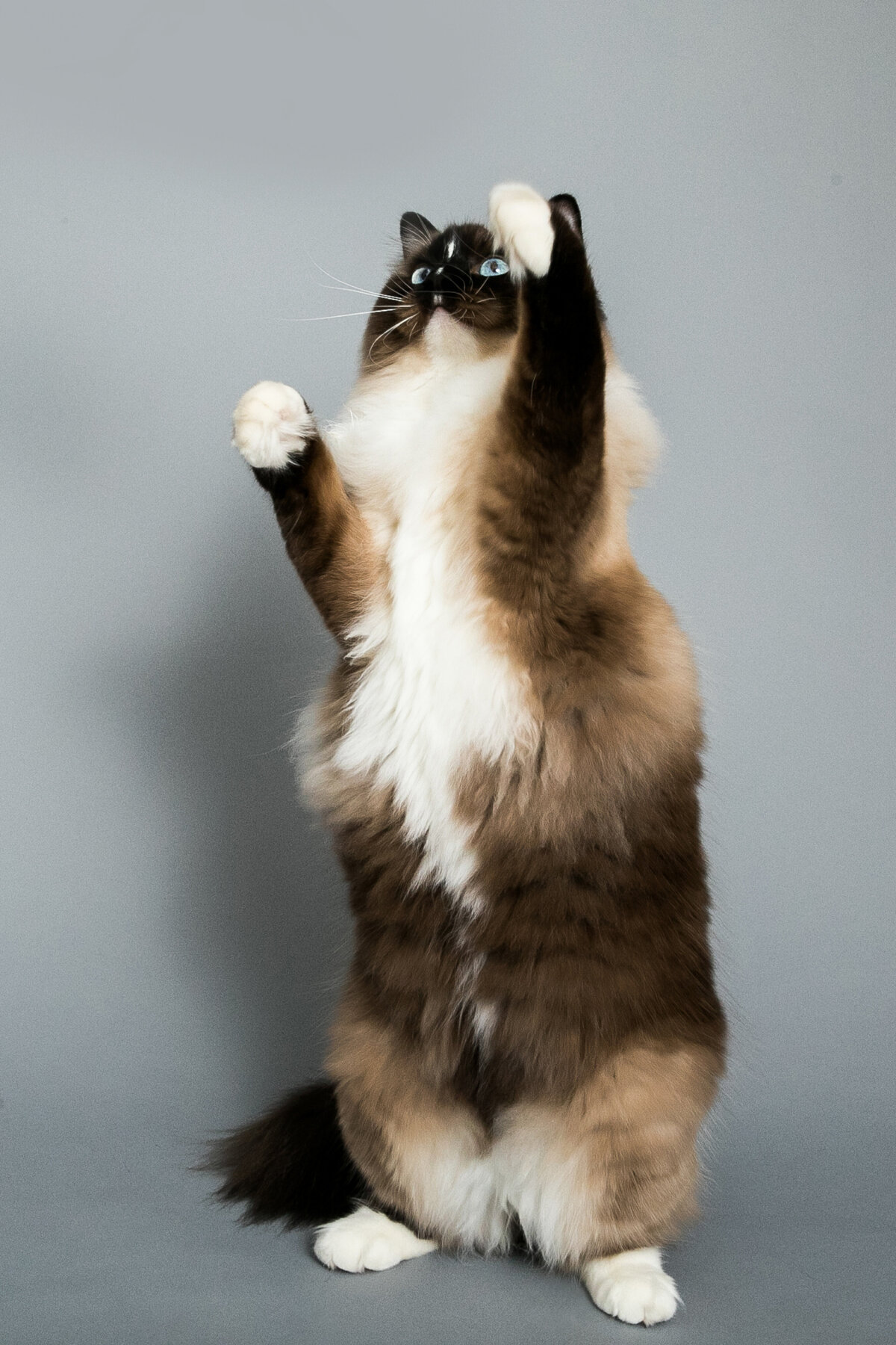 sacramento cat_photographer_00507