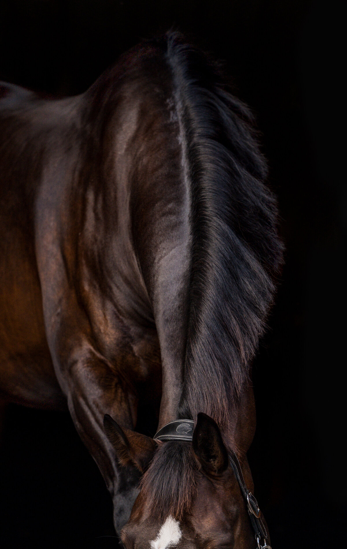 6-Clair's Horses | Oden & Janelle Photographers LLC 2023 | JJH_7247