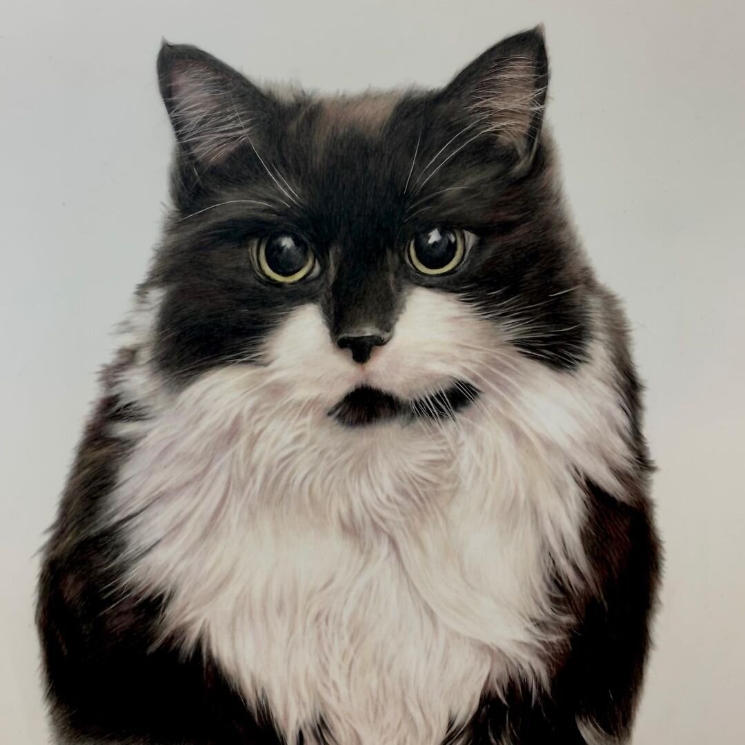 Cat 2