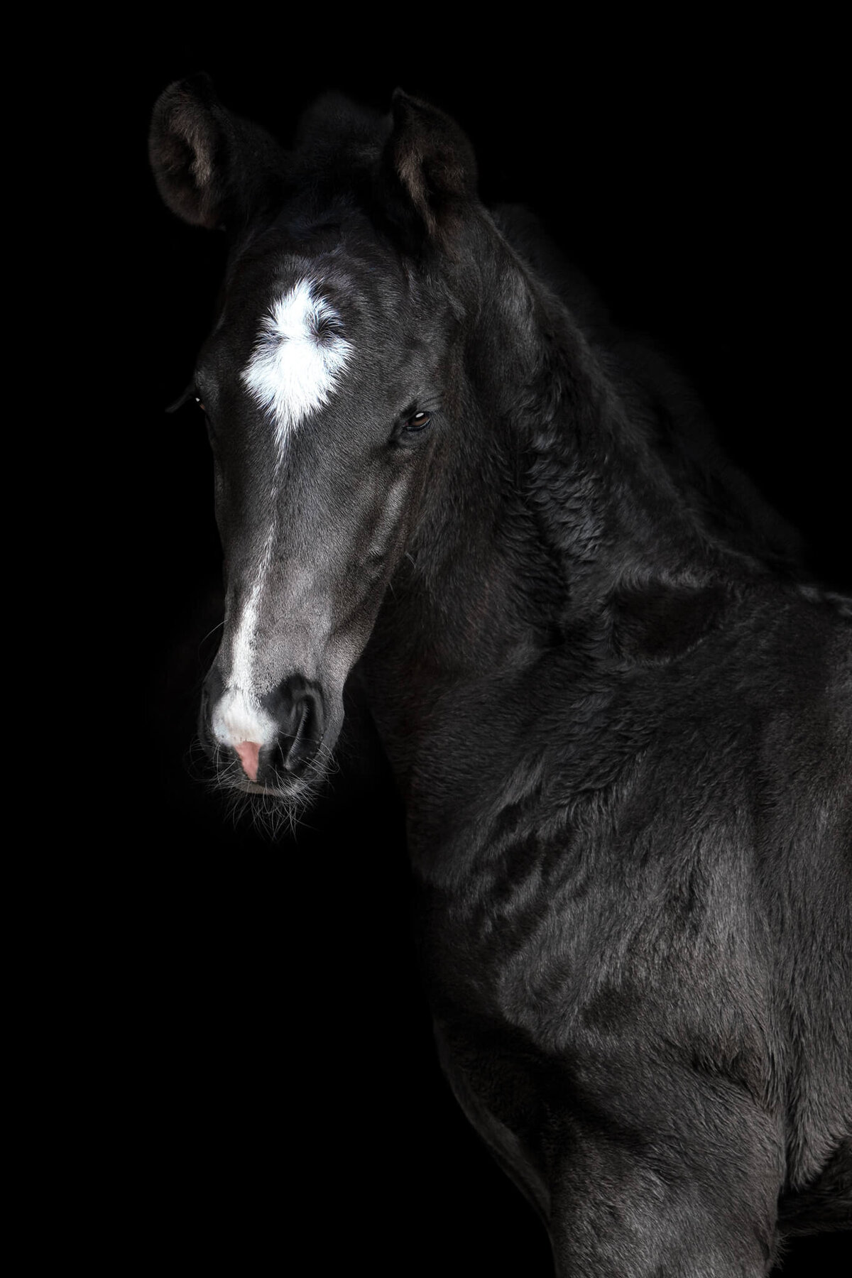 Black Hanoverian colt standing headshot captured on a black background style portrait. 