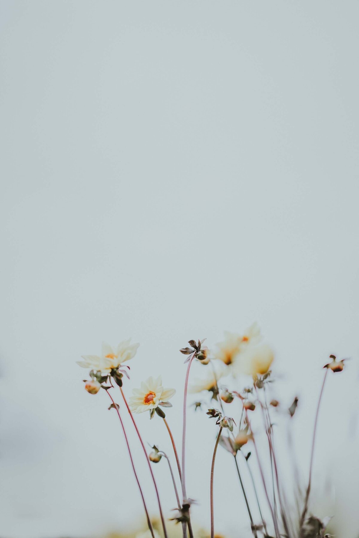 annie-spratt-4CQ3sEkV-TE-unsplash