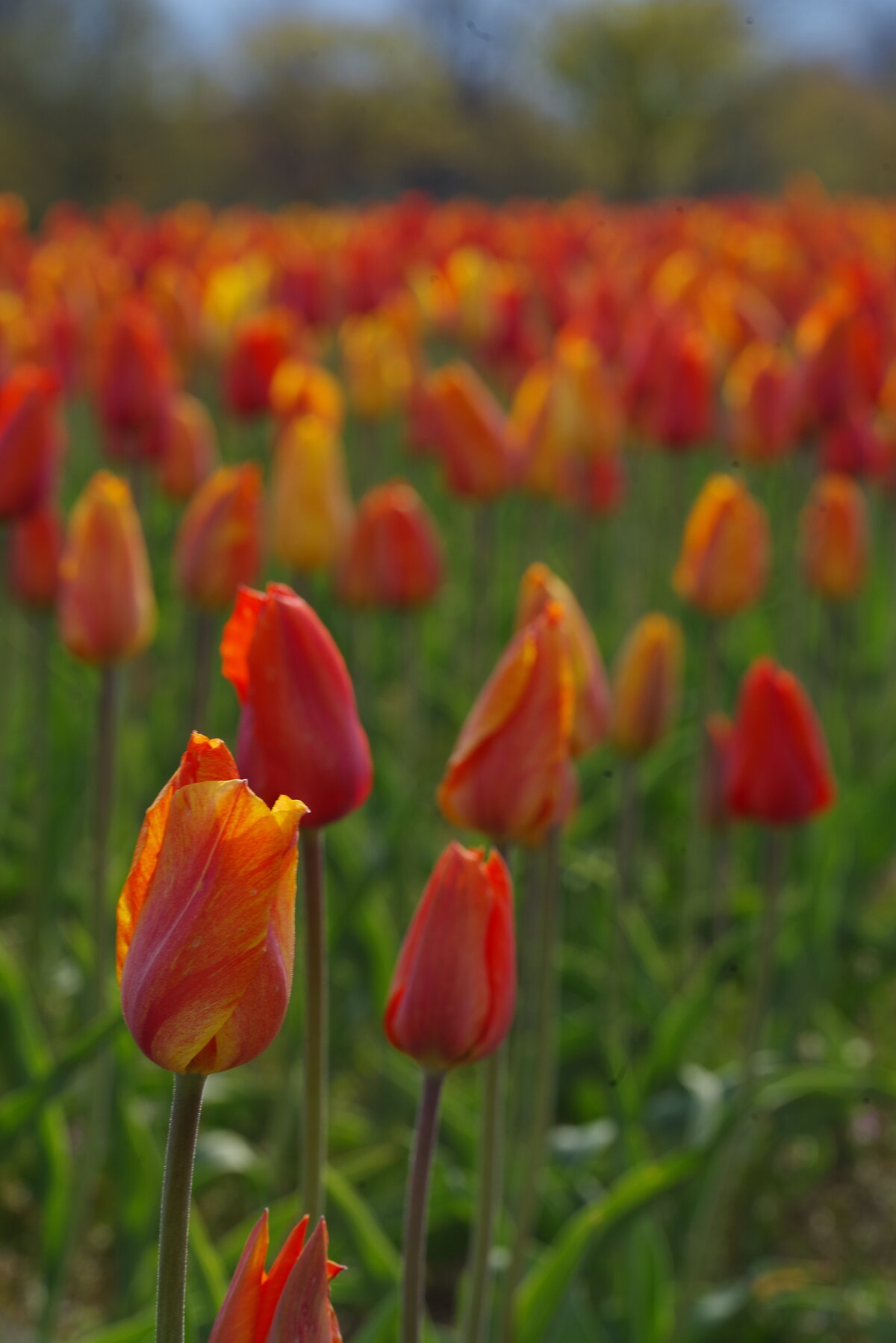 IMGP0366