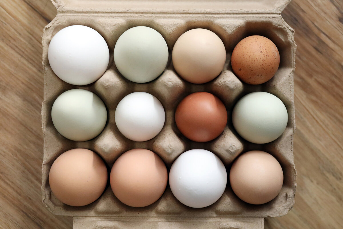 Rockland-County-Photographer-Chickens-8