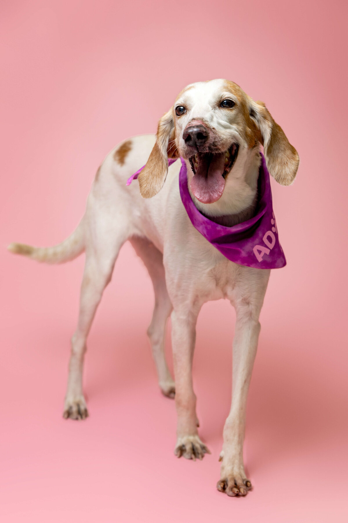 Jacksonville_Pet_Photographer_Studio-220