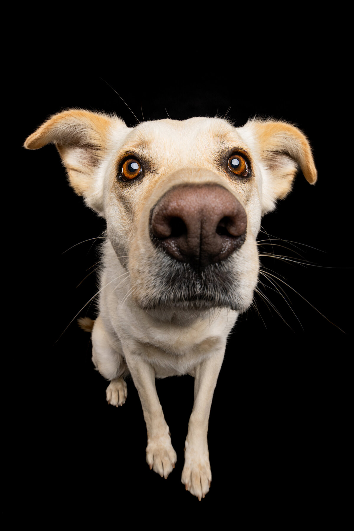 Sacramento Dog Photographer Kylie Compton Photography retriever shepherd mix dog with a big nose