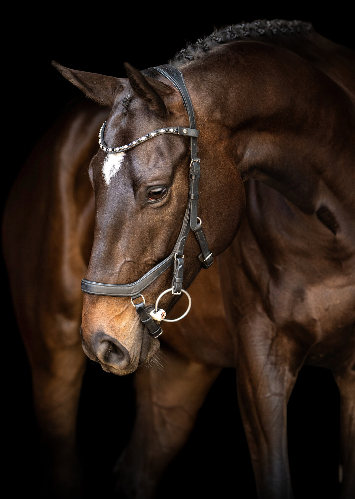Fine art black background portrait of an off-track Thoroughbred turned eventing horse in Atlanta, captured by an equine photographer who specializes in elegant, professional horse photography for sport horses.