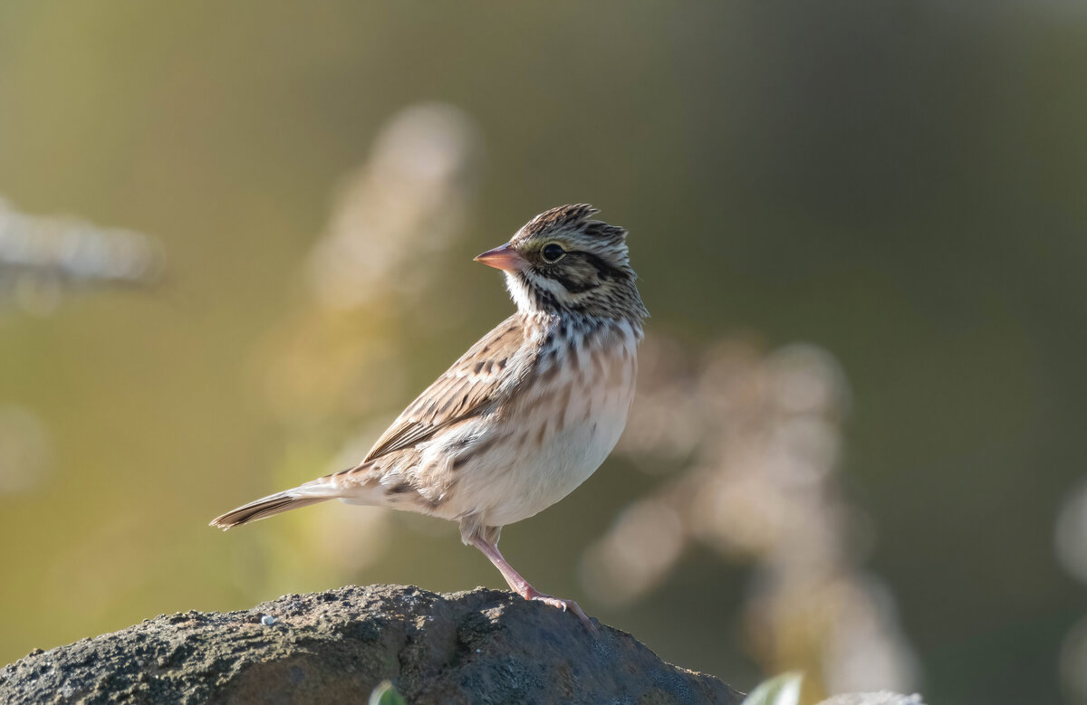savannah sparrow 1.0-D