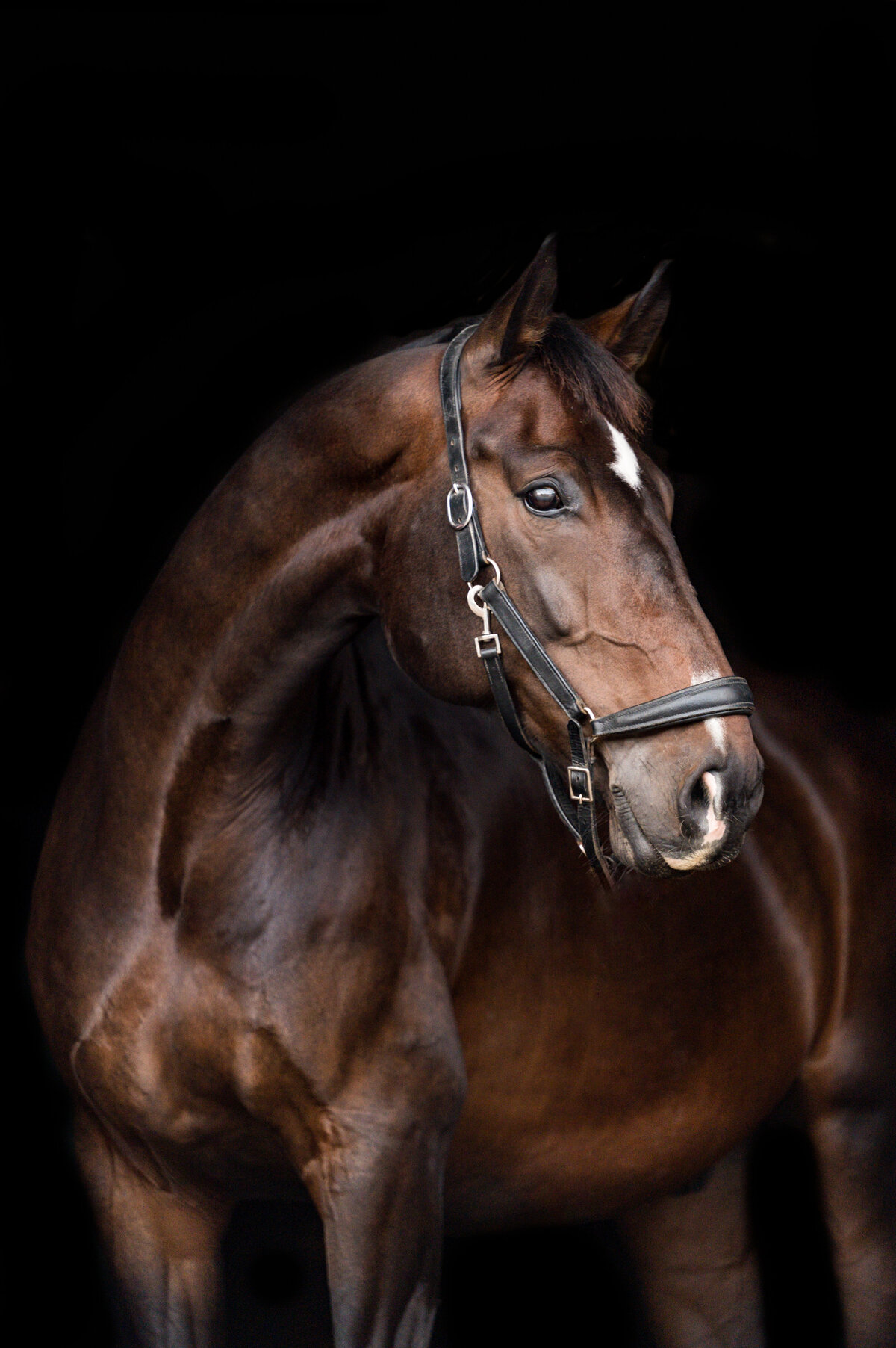 16-Clair's Horses | Oden & Janelle Photographers LLC 2023 | JJH_7578