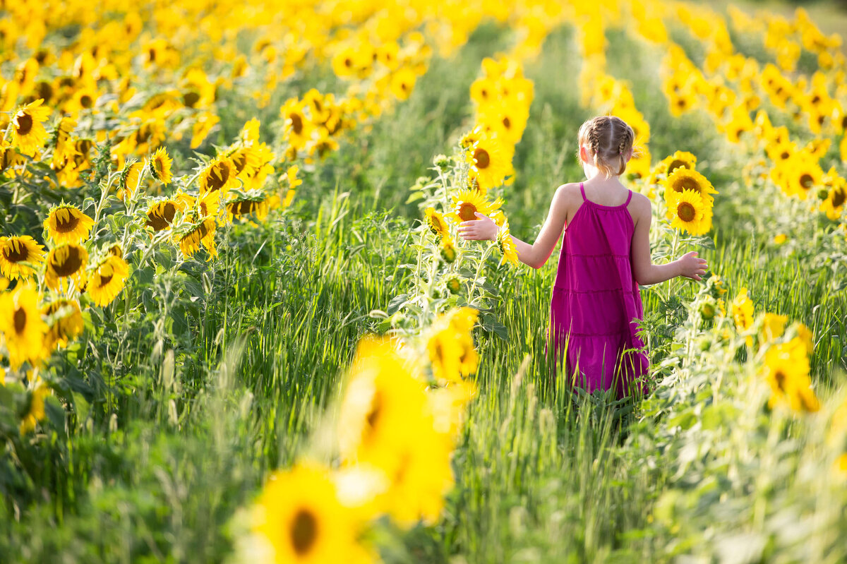 little girl walking in field of sunflowers at sunset taken by Ottawa Family Photographer JEMMAN Photography