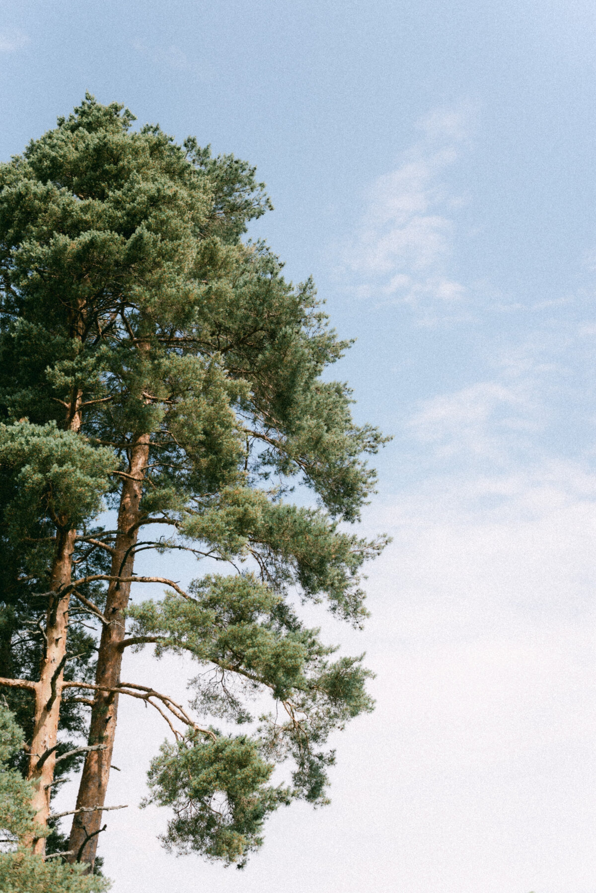 Trees and blue sky on the wedding day. An image by wedding photographer Hannika Gabrielsson.