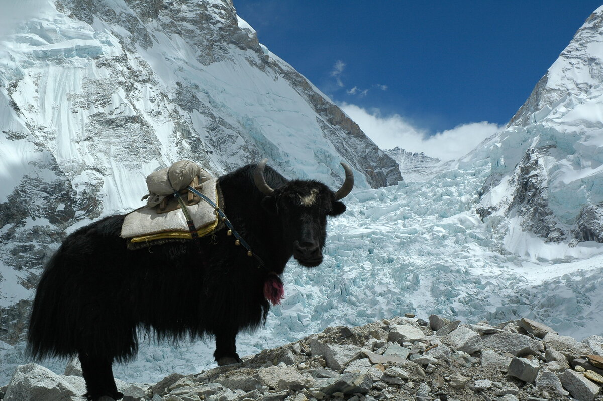 Yak standing before the Khumbu Icefall, Mt. Everest