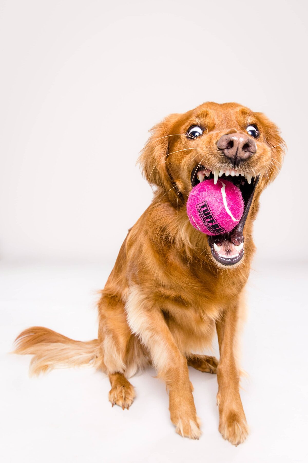 Portfolio - The Beloved Pup Photo Studio - Alabama Dog Photographer 7