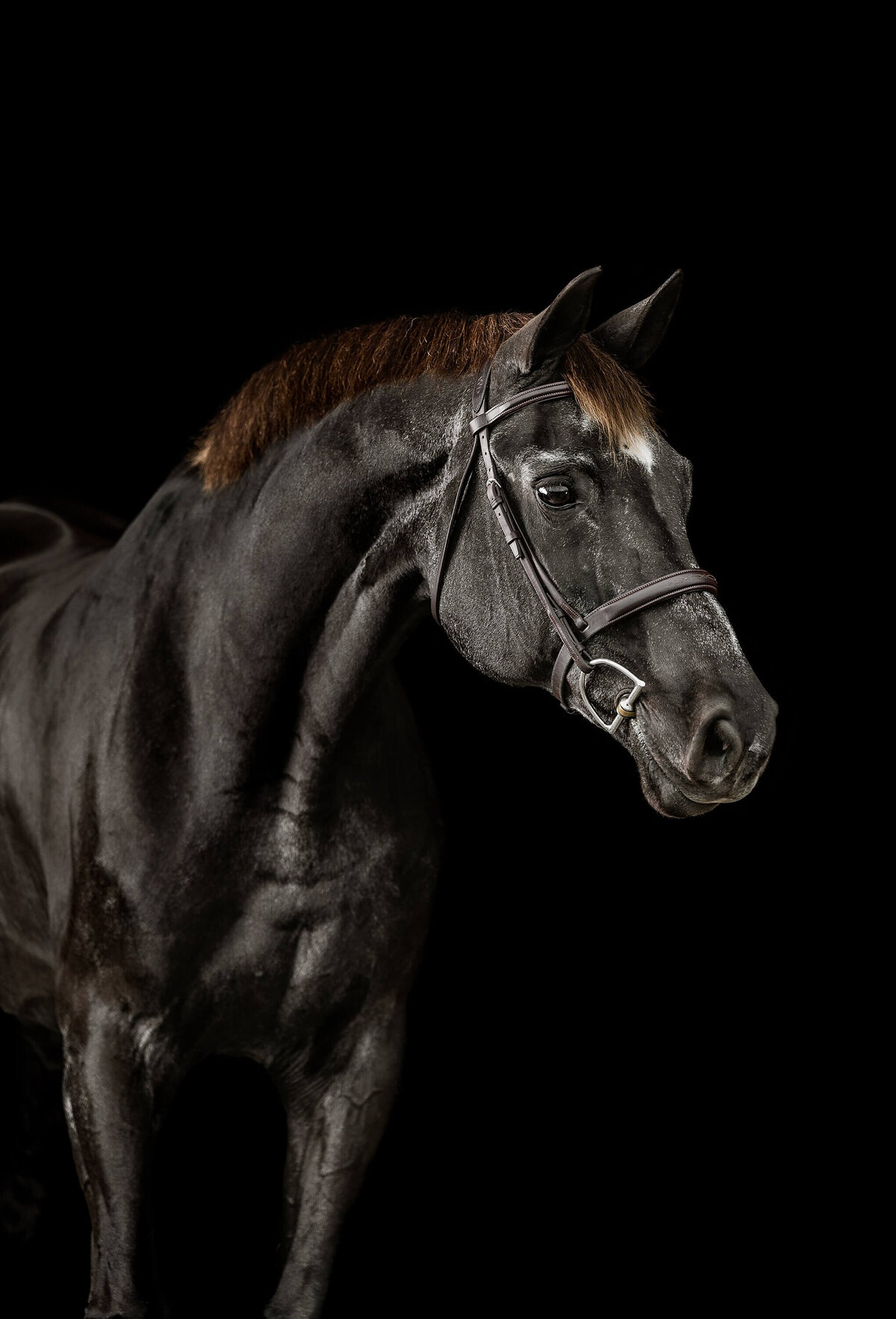 black-background-horse-photographer
