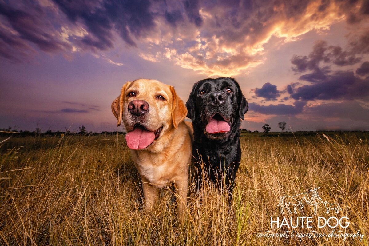 Two yellow and black Labradors with big smiles stand closely in a hay field under a purple sunset.