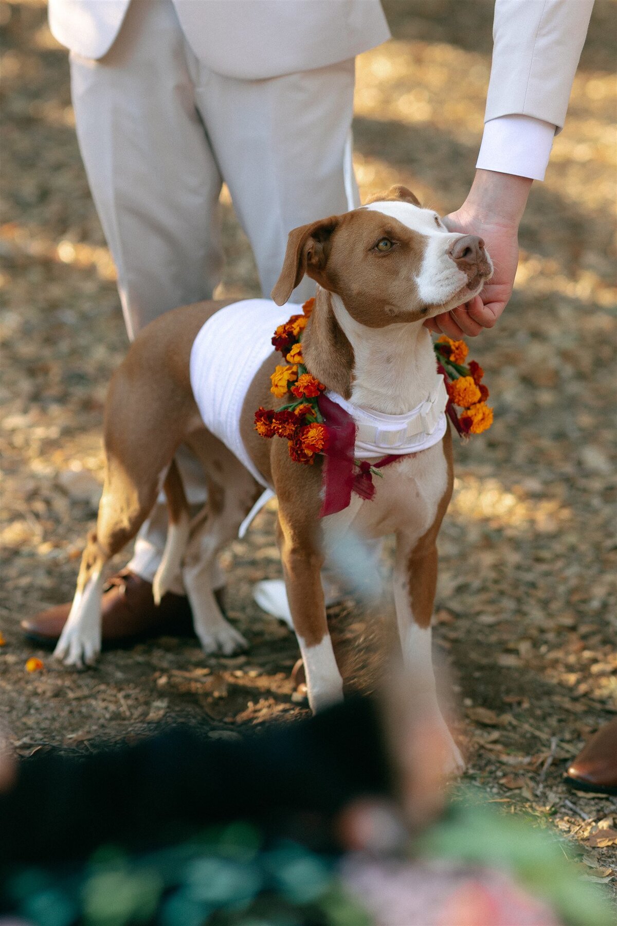 Carmel Valley wedding dog marigold collar