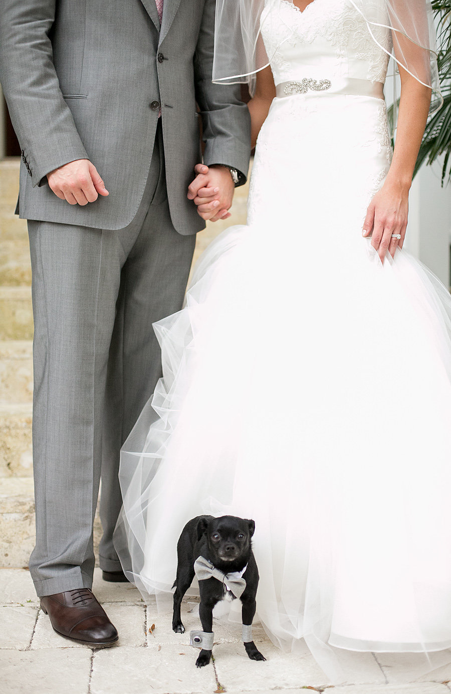 jupiter wedding with puppy ring bearer, dog at wedding