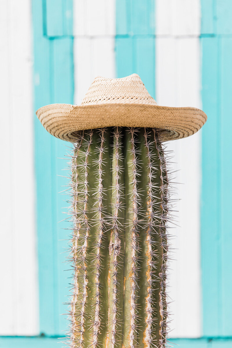 Travel Photography - Cactus hat