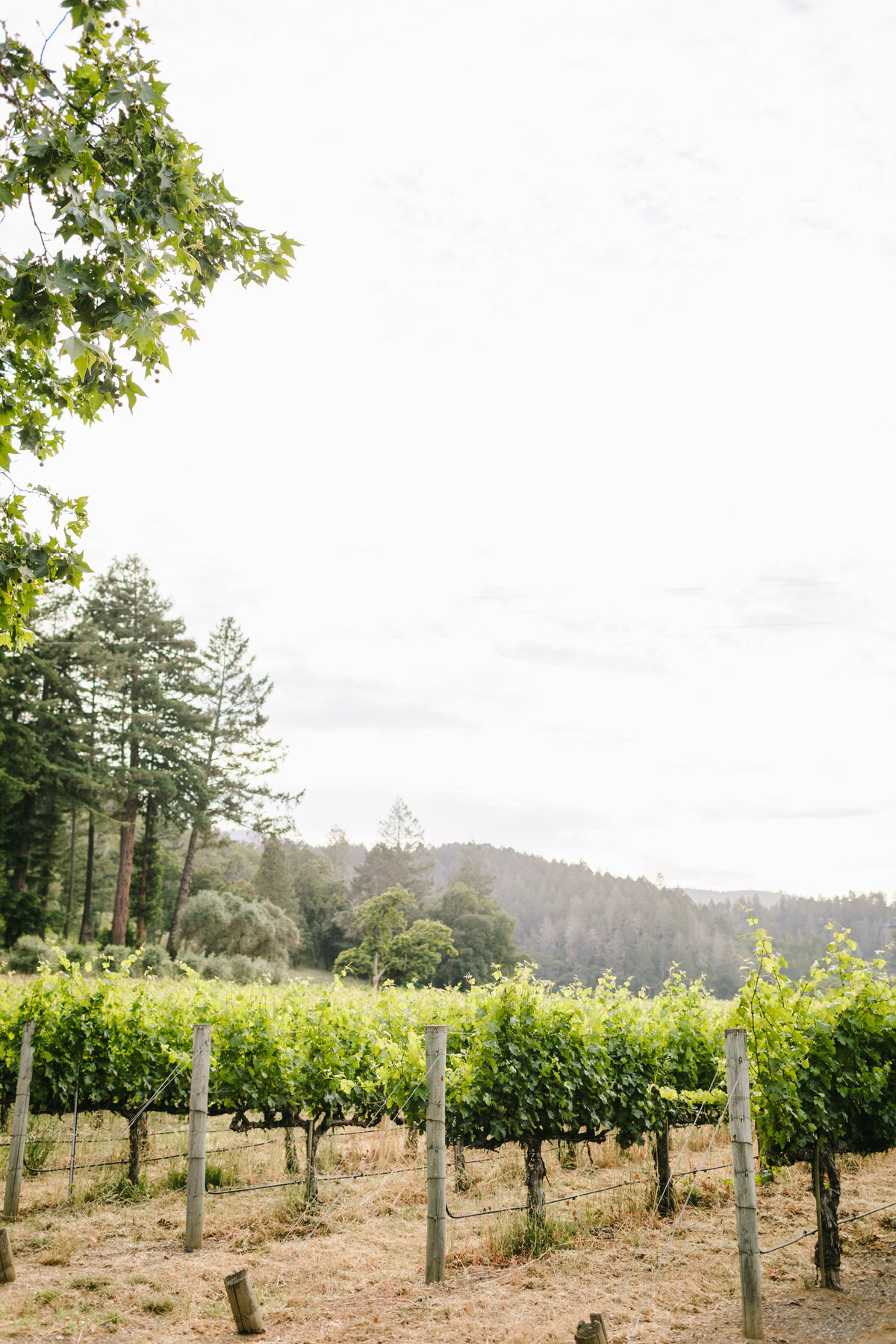 Allison&Paul-NapaWedding-JodeeDebesPhotography-047
