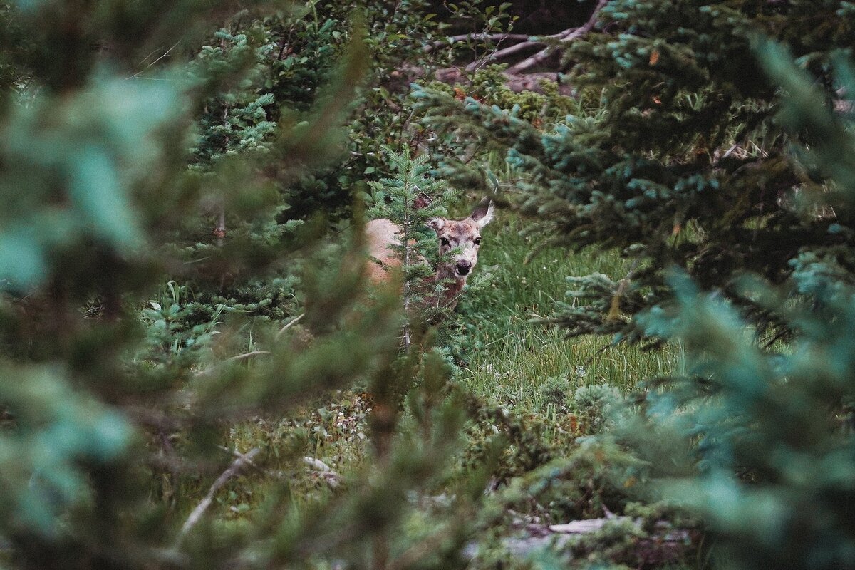 Rocky-Mountains-National-park_0412