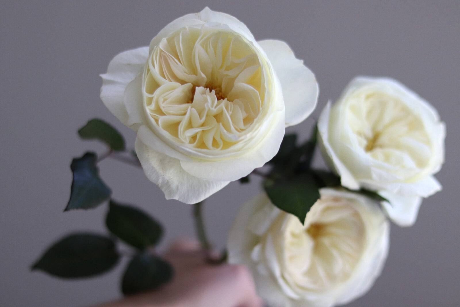 Beautiful white garden roses in front of gray wall.
