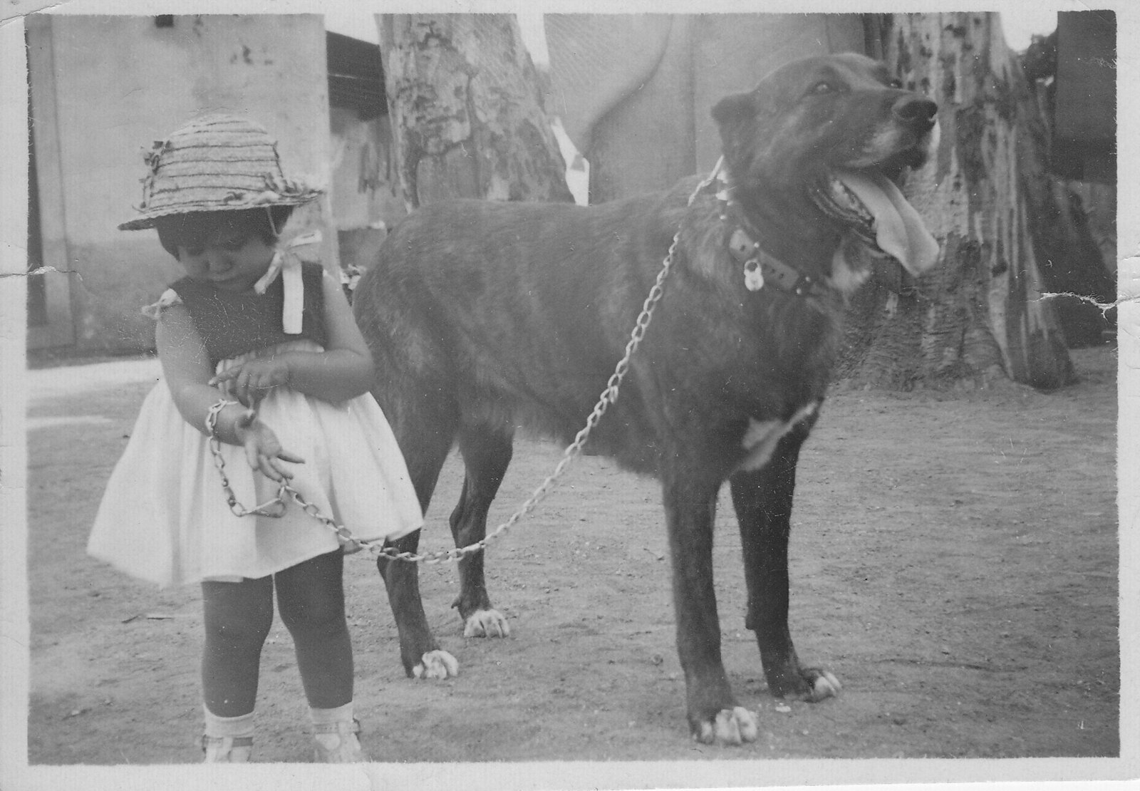A short haired Estrela Mountain Dog Fraga with a child from the Canil de Penhas Douradas year 1933
