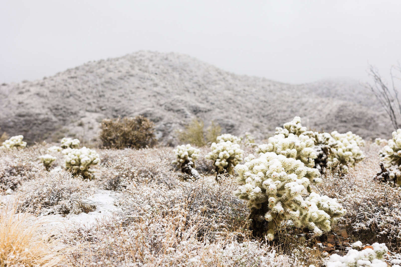 snow on desert cactus in Cave Creek