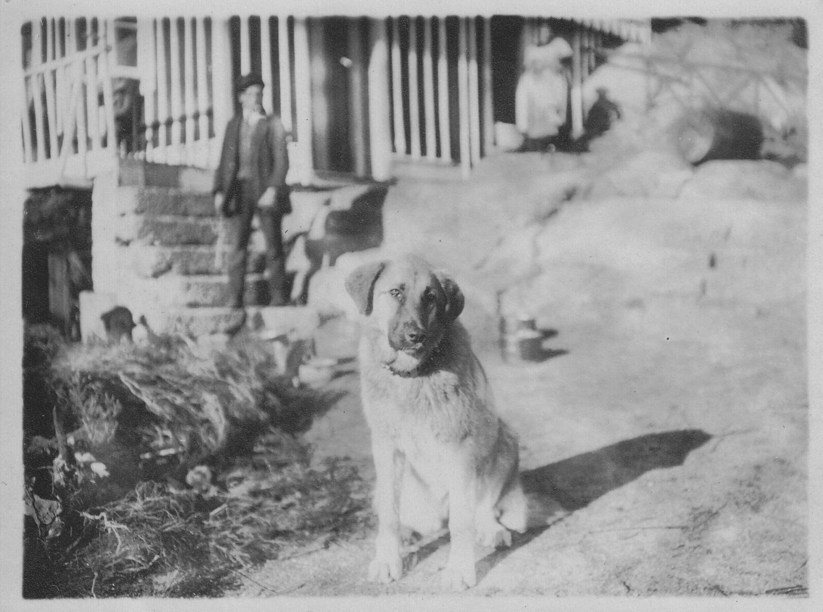 The Young Lioness from the early 1920s. A female Serra da Estrela dog